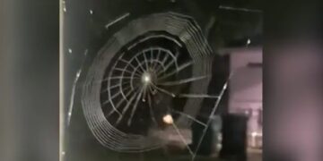 Spider Weaves Beautiful Web Like Machine Speed In 2 Minute People Amazed To See It Watch Viral Video – मकड़ी ने मशीन की रफ्तार से बुन डाला खूबसूरत जाल, देखकर लोग हैरान, बोले- अद्भुत
