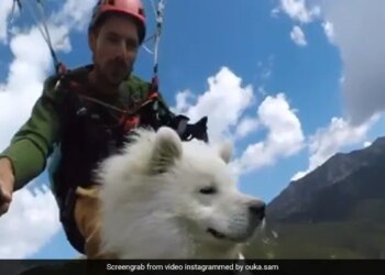 Dog Paragliding With Hooman Is Winning Hearts On The Internet Watch Cute Viral Video