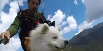 Dog Paragliding With Hooman Is Winning Hearts On The Internet Watch Cute Viral Video