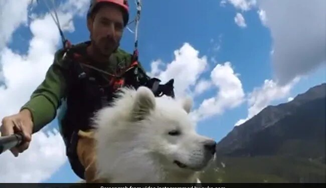 Dog Paragliding With Hooman Is Winning Hearts On The Internet Watch Cute Viral Video