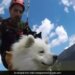 Dog Paragliding With Hooman Is Winning Hearts On The Internet Watch Cute Viral Video