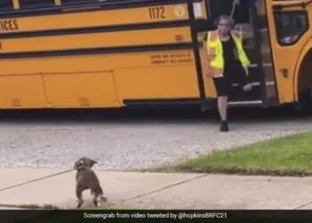 Dog Waits Bus For Its Friend To Return From School People Loves It See Viral Video – कुत्ता अपने दोस्त से मिलने के लिए कर रहा था स्कूल बस का इंतज़ार, जैसे ही आई बस, खुशी से करने लगा कुछ ऐसा