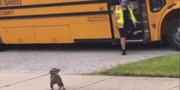 Dog Waits Bus For Its Friend To Return From School People Loves It See Viral Video – कुत्ता अपने दोस्त से मिलने के लिए कर रहा था स्कूल बस का इंतज़ार, जैसे ही आई बस, खुशी से करने लगा कुछ ऐसा