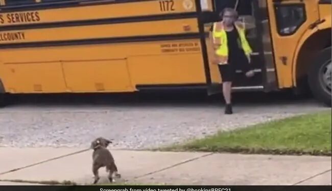 Dog Waits Bus For Its Friend To Return From School People Loves It See Viral Video – कुत्ता अपने दोस्त से मिलने के लिए कर रहा था स्कूल बस का इंतज़ार, जैसे ही आई बस, खुशी से करने लगा कुछ ऐसा