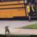 Dog Waits Bus For Its Friend To Return From School People Loves It See Viral Video – कुत्ता अपने दोस्त से मिलने के लिए कर रहा था स्कूल बस का इंतज़ार, जैसे ही आई बस, खुशी से करने लगा कुछ ऐसा