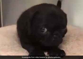 Dog Watching With Fear People Said When You Are Shy, But You Also Have A Crush On Someone Watch Cute Video – कुत्ता डरते-डरते नज़रें छिपाकर देख रहा था, लोग बोले