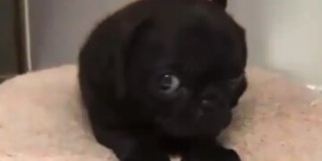 Dog Watching With Fear People Said When You Are Shy, But You Also Have A Crush On Someone Watch Cute Video – कुत्ता डरते-डरते नज़रें छिपाकर देख रहा था, लोग बोले