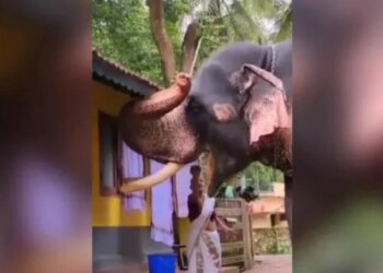 Old Woman Gaving Food To An Elephant Video Went Viral On Social Media – हाथी को खाना खिला रही थी दादी मां, लोगों ने कहा