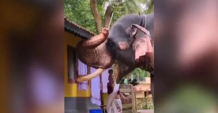 Old Woman Gaving Food To An Elephant Video Went Viral On Social Media – हाथी को खाना खिला रही थी दादी मां, लोगों ने कहा