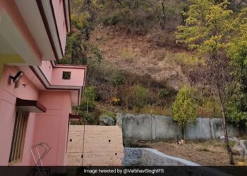 Optical Illusion Can You Spot The Leopard In This Viral Photo Shared By Ifs Officer