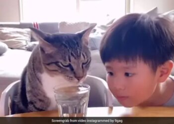 Cat Drinking Water Kid Intently Looks At Her Video Ends With A Sweet Surprise See Viral Video – बिल्ली बिना रुके पी रही थी ग्लास में भरा पानी, बच्चा ध्यान से देख रहा था, तभी बिल्ली ने बच्चे के साथ कर दी ये हरकत