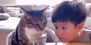 Cat Drinking Water Kid Intently Looks At Her Video Ends With A Sweet Surprise See Viral Video – बिल्ली बिना रुके पी रही थी ग्लास में भरा पानी, बच्चा ध्यान से देख रहा था, तभी बिल्ली ने बच्चे के साथ कर दी ये हरकत