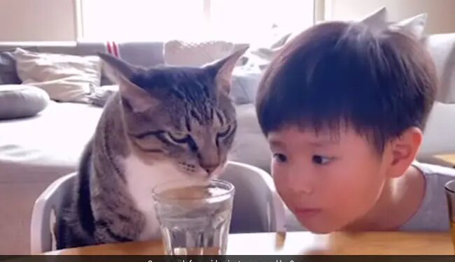 Cat Drinking Water Kid Intently Looks At Her Video Ends With A Sweet Surprise See Viral Video – बिल्ली बिना रुके पी रही थी ग्लास में भरा पानी, बच्चा ध्यान से देख रहा था, तभी बिल्ली ने बच्चे के साथ कर दी ये हरकत