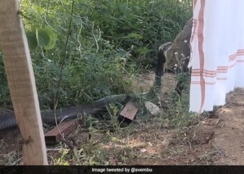 CEO And Founder Of Zoho Corporation Sridhar Vembu Close Encounter With 12 Foot Long King Cobra In Tamilnadu