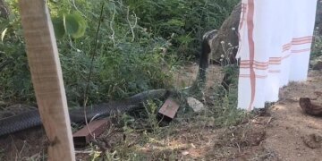 CEO And Founder Of Zoho Corporation Sridhar Vembu Close Encounter With 12 Foot Long King Cobra In Tamilnadu