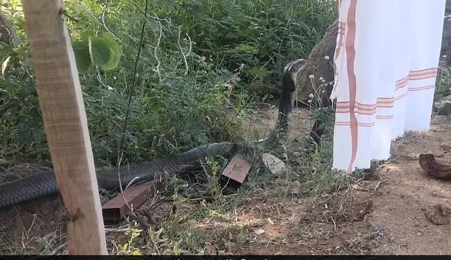 CEO And Founder Of Zoho Corporation Sridhar Vembu Close Encounter With 12 Foot Long King Cobra In Tamilnadu