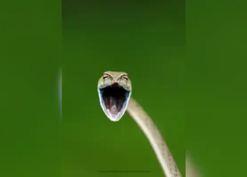 His Years Finalists Include A Laughing Snake, An Angry Bird And A Musical Kangaroo