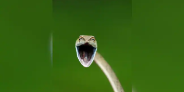 His Years Finalists Include A Laughing Snake, An Angry Bird And A Musical Kangaroo