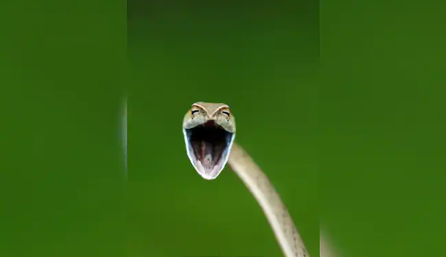 His Years Finalists Include A Laughing Snake, An Angry Bird And A Musical Kangaroo