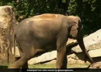 Elephant Mother Fails To Wake Her Baby Up From Sleep Then What Happened Next See Viral Video – हाथी का बच्चा गहरी नींद में सो रहा था, मां के उठाने पर भी नहीं उठा, तो हाथी हो गया परेशान, फिर किया कुछ ऐसा