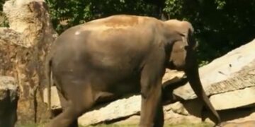 Elephant Mother Fails To Wake Her Baby Up From Sleep Then What Happened Next See Viral Video – हाथी का बच्चा गहरी नींद में सो रहा था, मां के उठाने पर भी नहीं उठा, तो हाथी हो गया परेशान, फिर किया कुछ ऐसा