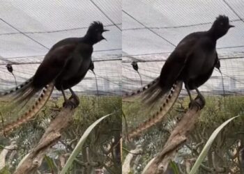 Lyrebird Crying Video Went Viral On All Social Media Platforms