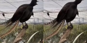 Lyrebird Crying Video Went Viral On All Social Media Platforms