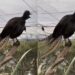 Lyrebird Crying Video Went Viral On All Social Media Platforms