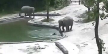 Baby Elephant Falls Into Water Hole How It Was Rescued By Family See Viral Video – हाथी का बच्चा खेलते-खेलते पानी से भरे पूल में गिर गया, फिर दो हाथियों ने पानी में कूदकर ऐसे बचाई उसकी जान