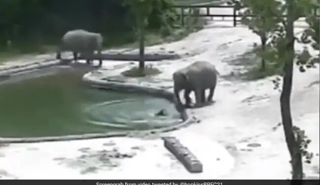 Baby Elephant Falls Into Water Hole How It Was Rescued By Family See Viral Video – हाथी का बच्चा खेलते-खेलते पानी से भरे पूल में गिर गया, फिर दो हाथियों ने पानी में कूदकर ऐसे बचाई उसकी जान