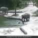 Baby Elephant Falls Into Water Hole How It Was Rescued By Family See Viral Video – हाथी का बच्चा खेलते-खेलते पानी से भरे पूल में गिर गया, फिर दो हाथियों ने पानी में कूदकर ऐसे बचाई उसकी जान