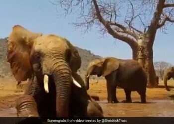 Elephant Playing In A Muddy Pool Like Kids Internet Loves It See Cute Viral Video – हाथी ने देखा पानी, तो बच्चों की तरह लेट-लेटकर ऐसे लगा नहाने, कींचड़ वाले पानी में की खूब मस्ती