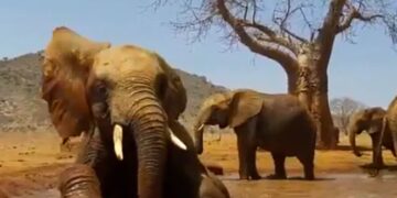 Elephant Playing In A Muddy Pool Like Kids Internet Loves It See Cute Viral Video – हाथी ने देखा पानी, तो बच्चों की तरह लेट-लेटकर ऐसे लगा नहाने, कींचड़ वाले पानी में की खूब मस्ती