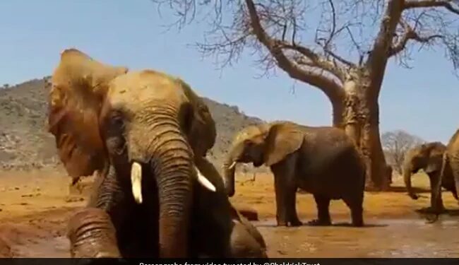 Elephant Playing In A Muddy Pool Like Kids Internet Loves It See Cute Viral Video – हाथी ने देखा पानी, तो बच्चों की तरह लेट-लेटकर ऐसे लगा नहाने, कींचड़ वाले पानी में की खूब मस्ती