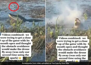 Alligator Eats Drone Video Shared By Sundar Pichai See Shocking Video – मगरमच्छ का क्लोज-अप शॉट ले रहा था Drone, तभी घड़ियाल को आ गया गुस्सा, उछलकर जबड़े में दबाया और खा गया पूरा ड्रोन