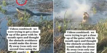 Alligator Eats Drone Video Shared By Sundar Pichai See Shocking Video – मगरमच्छ का क्लोज-अप शॉट ले रहा था Drone, तभी घड़ियाल को आ गया गुस्सा, उछलकर जबड़े में दबाया और खा गया पूरा ड्रोन