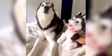 Dog Jealous When Owner Tells Toy Is Cuter Than Her Angry Dog Reacts Like This See Hilarious Video – कुत्ते को हुई जलन, जब मालिक ने कहा- ये खिलौना तुमसे ज्यादा क्यूट है, गुस्से में करने लगा ऐसी हरकत