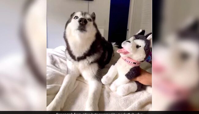 Dog Jealous When Owner Tells Toy Is Cuter Than Her Angry Dog Reacts Like This See Hilarious Video – कुत्ते को हुई जलन, जब मालिक ने कहा- ये खिलौना तुमसे ज्यादा क्यूट है, गुस्से में करने लगा ऐसी हरकत
