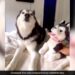 Dog Jealous When Owner Tells Toy Is Cuter Than Her Angry Dog Reacts Like This See Hilarious Video – कुत्ते को हुई जलन, जब मालिक ने कहा- ये खिलौना तुमसे ज्यादा क्यूट है, गुस्से में करने लगा ऐसी हरकत