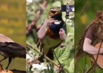 Birds With Hand Video Went Viral On All Social Media Platforms