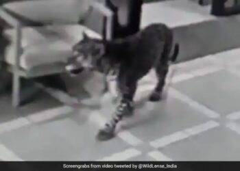 Leopard Entered In The House At Night Suddenly Attacked Watch Shocking Viral Video – तेंदुए ने रात में दबे पांव घर में की एंट्री, कमरे में घुसते ही कर दिया Attack , कैमरे में कैद हुई पूरी घटना