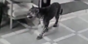 Leopard Entered In The House At Night Suddenly Attacked Watch Shocking Viral Video – तेंदुए ने रात में दबे पांव घर में की एंट्री, कमरे में घुसते ही कर दिया Attack , कैमरे में कैद हुई पूरी घटना