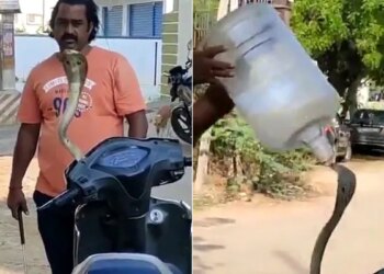 Cobra Was Hidden In The Scooty Man Did Jugaad To Rescue Of A Snake Watch Hair Raising Video