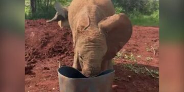 Elephant Playing His Favorite Game Pushing The Bucket Full Of Water With Its Trunk Watch Cute Video – हाथी खेल रहा था अपना पसंदीदा खेल, पानी से भरी बाल्टी को सूंड से दे रहा था धक्का, फिर ऐसे करने लगा शैतानी