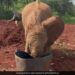 Elephant Playing His Favorite Game Pushing The Bucket Full Of Water With Its Trunk Watch Cute Video – हाथी खेल रहा था अपना पसंदीदा खेल, पानी से भरी बाल्टी को सूंड से दे रहा था धक्का, फिर ऐसे करने लगा शैतानी