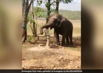 Elephant Using Hand Pump To Drink Water Jal Shakti Ministry Urges People To Conserve Water With This Viral Video – हाथी ने प्यास बुझाने के लिए किया गजब जुगाड़, सूंड से चलाया हैंडपंप, फिर ऐसे पिया पानी