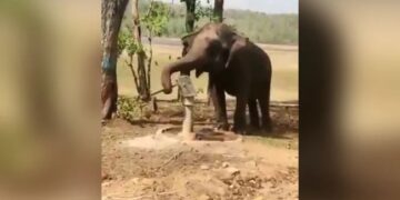 Elephant Using Hand Pump To Drink Water Jal Shakti Ministry Urges People To Conserve Water With This Viral Video – हाथी ने प्यास बुझाने के लिए किया गजब जुगाड़, सूंड से चलाया हैंडपंप, फिर ऐसे पिया पानी