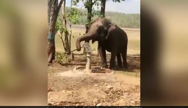 Elephant Using Hand Pump To Drink Water Jal Shakti Ministry Urges People To Conserve Water With This Viral Video – हाथी ने प्यास बुझाने के लिए किया गजब जुगाड़, सूंड से चलाया हैंडपंप, फिर ऐसे पिया पानी