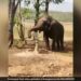 Elephant Using Hand Pump To Drink Water Jal Shakti Ministry Urges People To Conserve Water With This Viral Video – हाथी ने प्यास बुझाने के लिए किया गजब जुगाड़, सूंड से चलाया हैंडपंप, फिर ऐसे पिया पानी