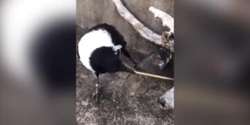Crow IQ Level Will Make You Think People Amazed To See It Watch Viral Video – कौए ने ग्लास में फंसी हुई चीज को बाहर निकालने के लिए लगाया गजब दिमाग, लोग बोले- Oxford से Phd है !